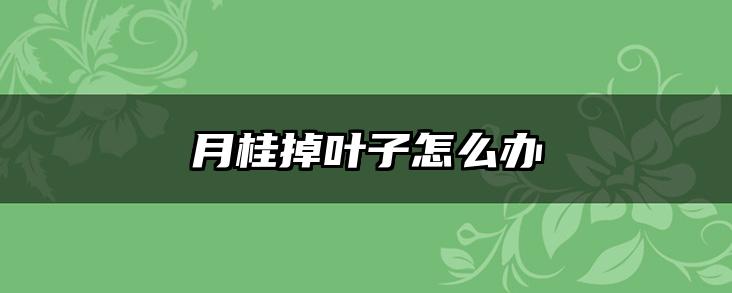 月桂掉叶子怎么办