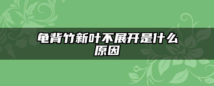 龟背竹新叶不展开是什么原因