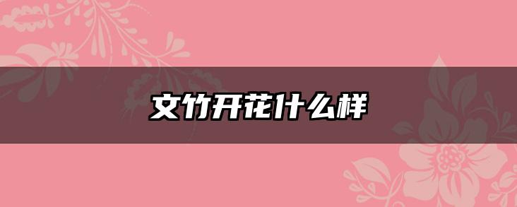 文竹开花什么样