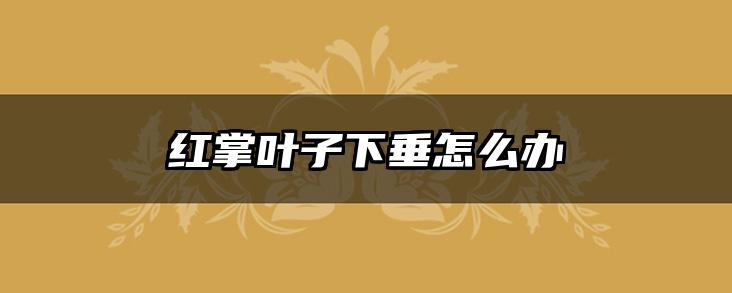 红掌叶子下垂怎么办