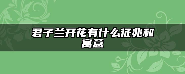 君子兰开花有什么征兆和寓意