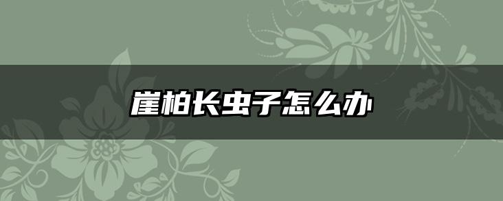 崖柏长虫子怎么办