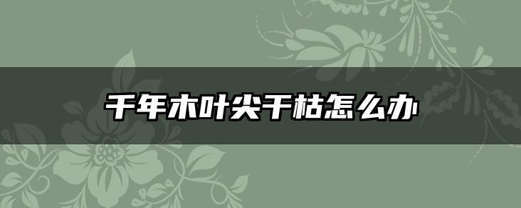 千年木叶尖干枯怎么办
