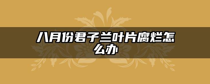 八月份君子兰叶片腐烂怎么办