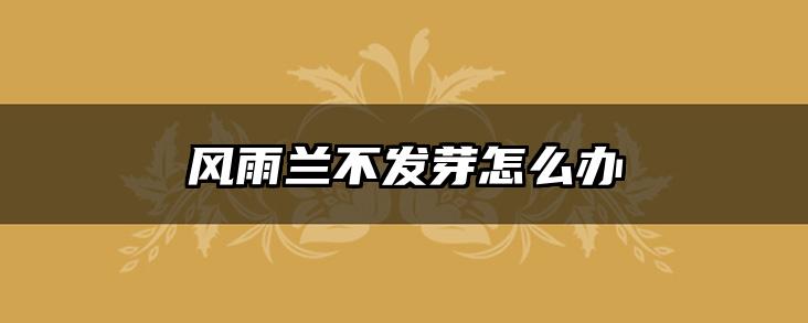 风雨兰不发芽怎么办