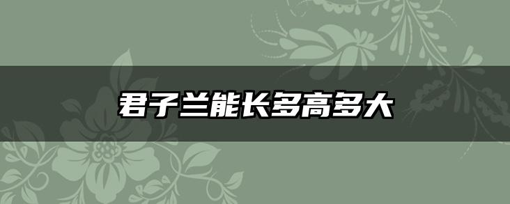 君子兰能长多高多大