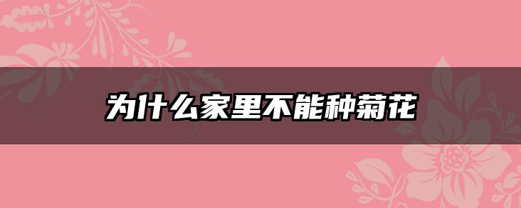 为什么家里不能种菊花