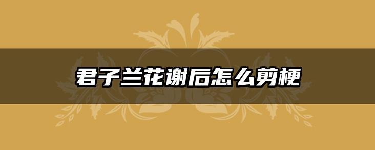 君子兰花谢后怎么剪梗