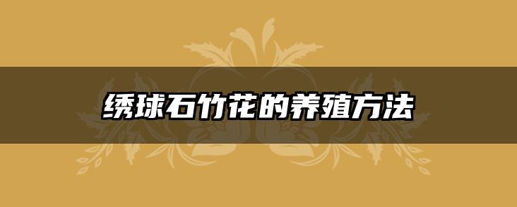 绣球石竹花的养殖方法