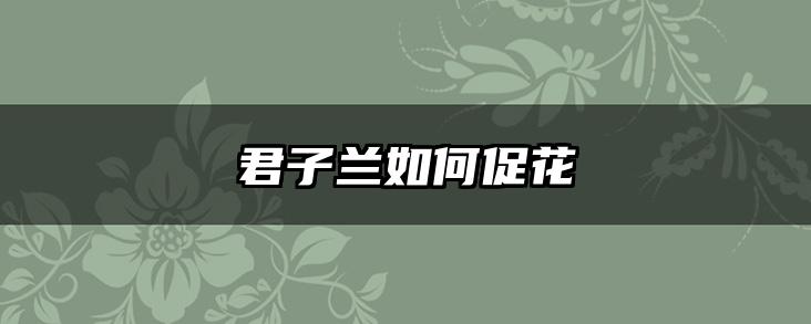 君子兰如何促花