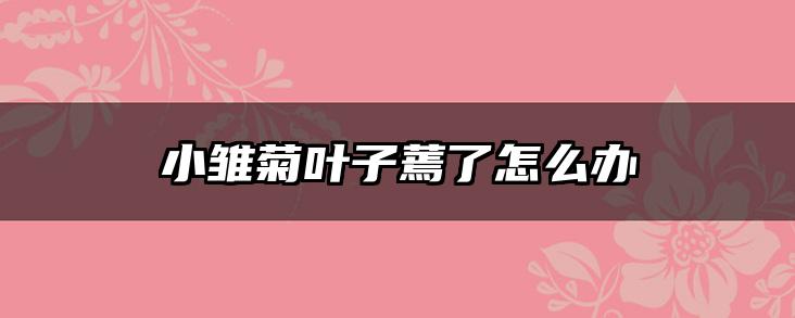 小雏菊叶子蔫了怎么办