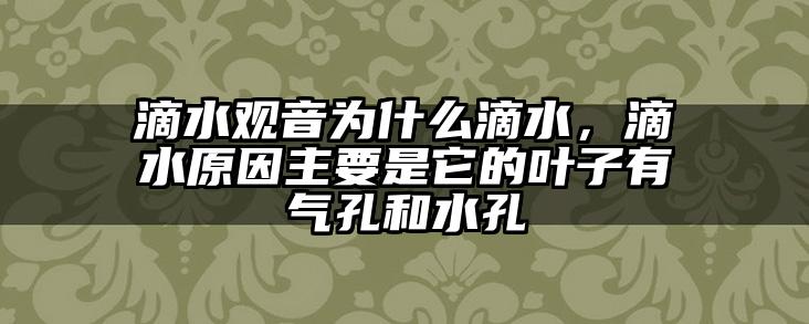 滴水观音为什么滴水，滴水原因主要是它的叶子有气孔和水孔