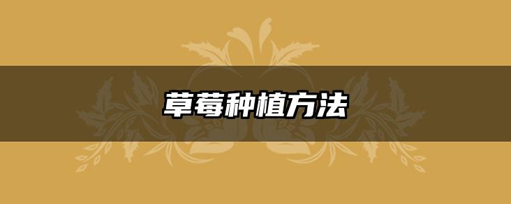 草莓种植方法