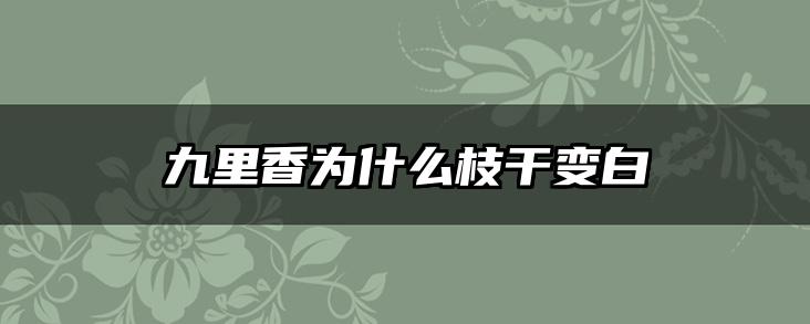 九里香为什么枝干变白