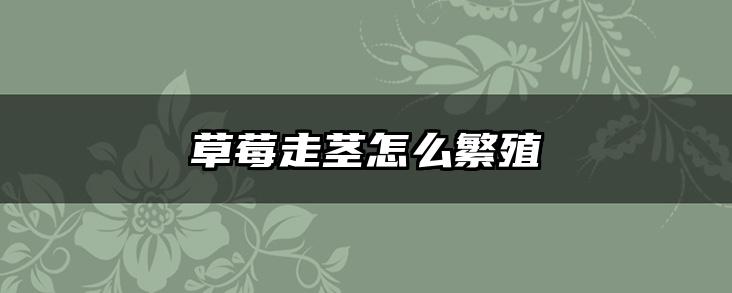草莓走茎怎么繁殖