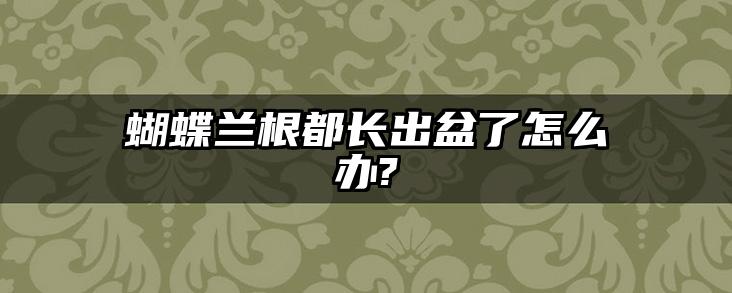 蝴蝶兰根都长出盆了怎么办?