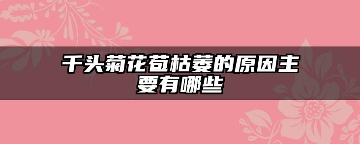 千头菊花苞枯萎的原因主要有哪些