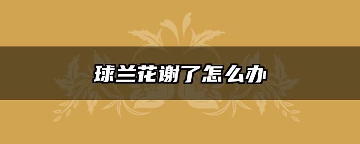 球兰花谢了怎么办