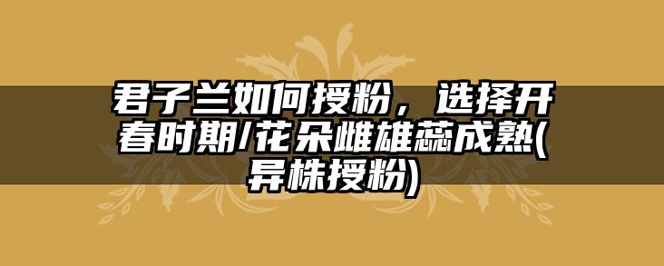 君子兰如何授粉,选择开春时期/花朵雌雄蕊成熟(异株授粉)