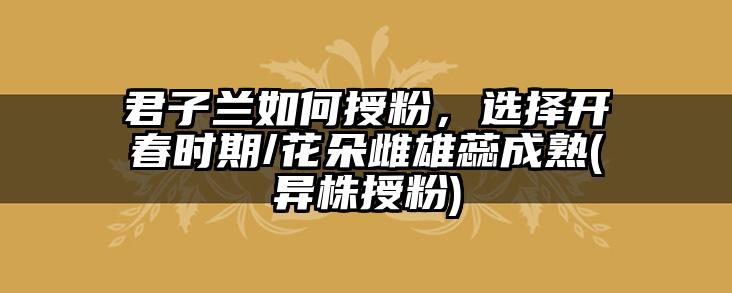 君子兰如何授粉，选择开春时期/花朵雌雄蕊成熟(异株授粉)