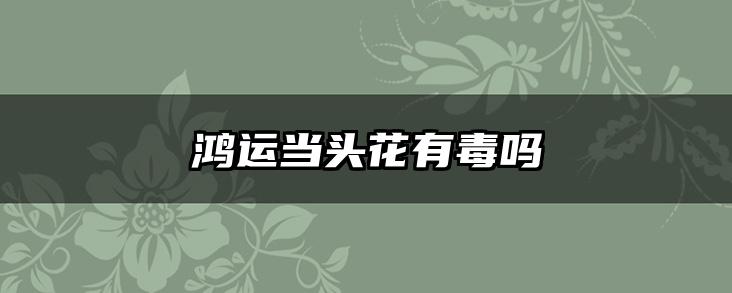 鸿运当头花有毒吗