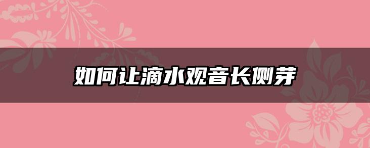 如何让滴水观音长侧芽