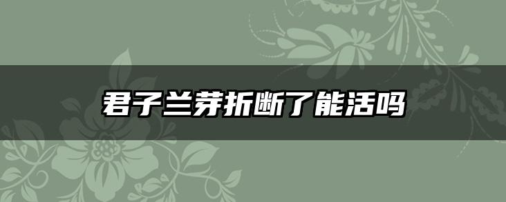 君子兰芽折断了能活吗