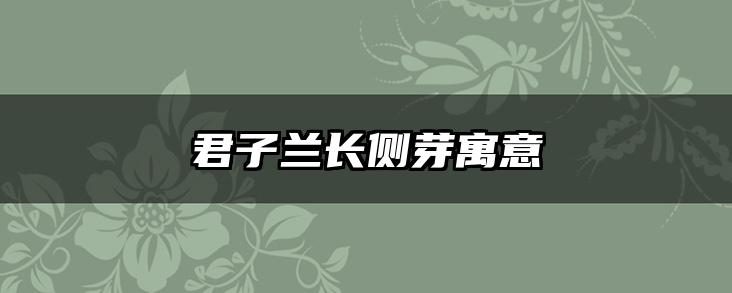 君子兰长侧芽寓意
