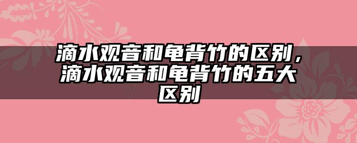 滴水观音和龟背竹的区别,滴水观音和龟背竹的五大区别