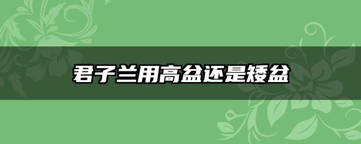 君子兰用高盆还是矮盆