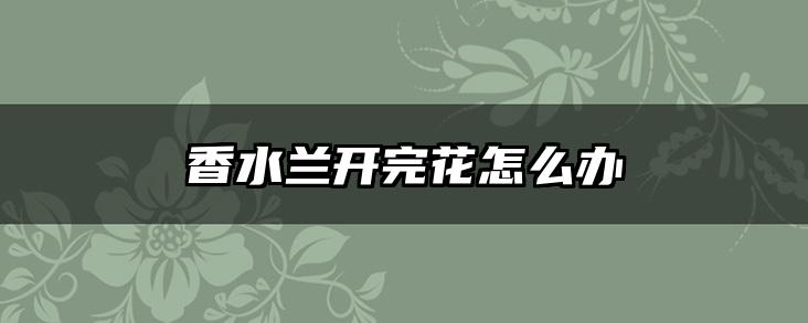 香水兰开完花怎么办
