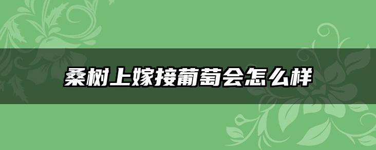 桑树上嫁接葡萄会怎么样