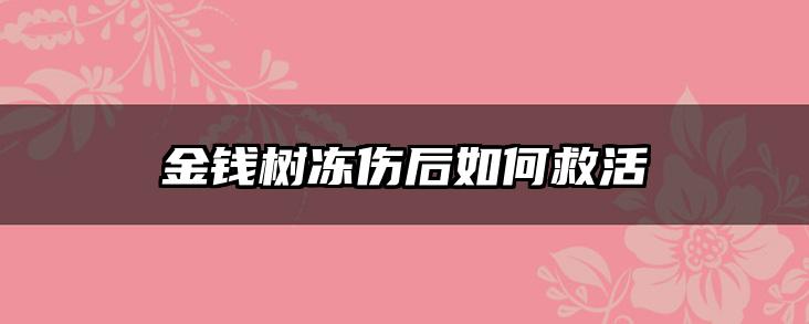 金钱树冻伤后如何救活