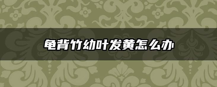 龟背竹幼叶发黄怎么办