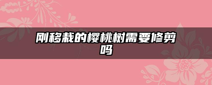 刚移栽的樱桃树需要修剪吗