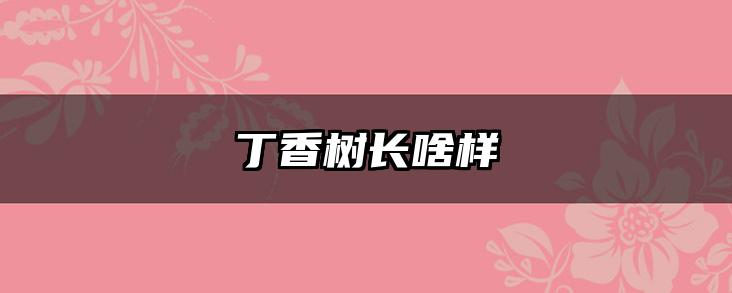 丁香树长啥样