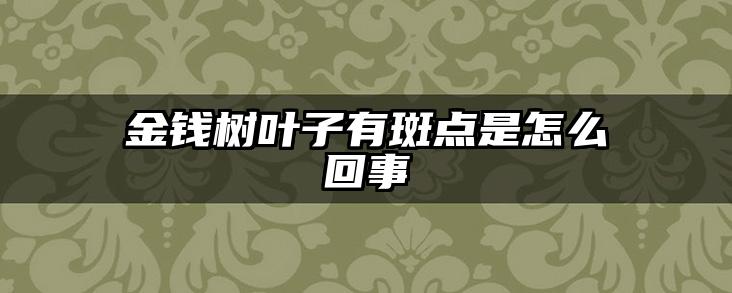 金钱树叶子有斑点是怎么回事