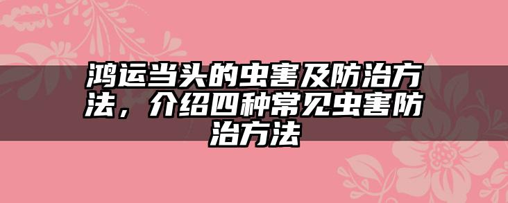 鸿运当头的虫害及防治方法,介绍四种常见虫害防治方法
