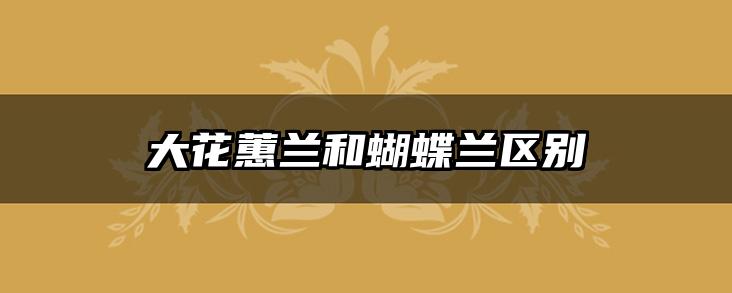 大花蕙兰和蝴蝶兰区别