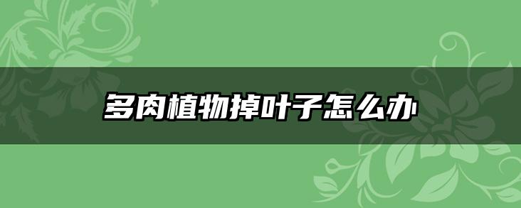 多肉植物掉叶子怎么办