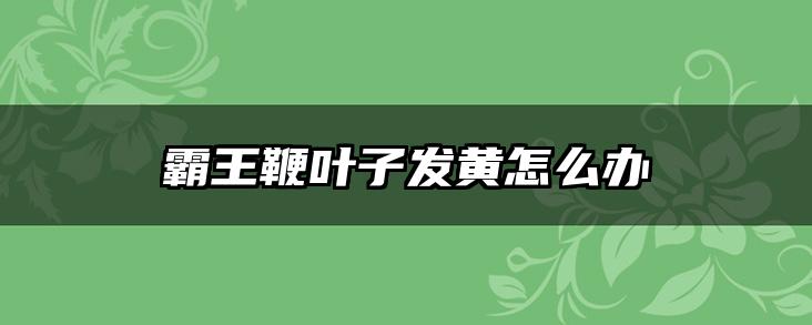 霸王鞭叶子发黄怎么办