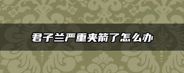 君子兰严重夹箭了怎么办
