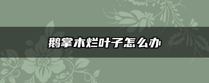 鹅掌木烂叶子怎么办
