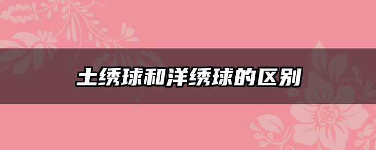 土绣球和洋绣球的区别