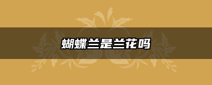 蝴蝶兰是兰花吗