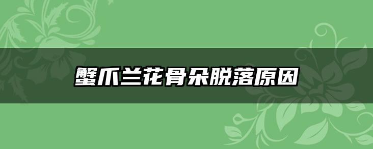 蟹爪兰花骨朵脱落原因