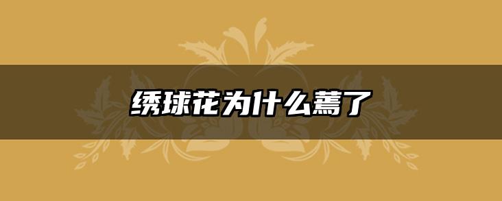绣球花为什么蔫了