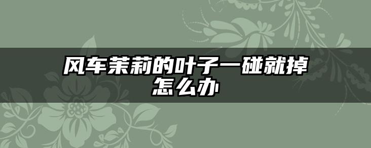 风车茉莉的叶子一碰就掉怎么办