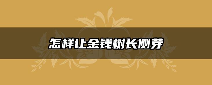 怎样让金钱树长侧芽