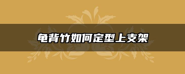 龟背竹如何定型上支架
